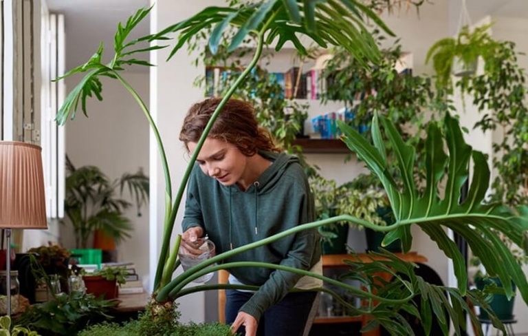 ۴ فایده مهم نگهداری از گیاهان در منزل